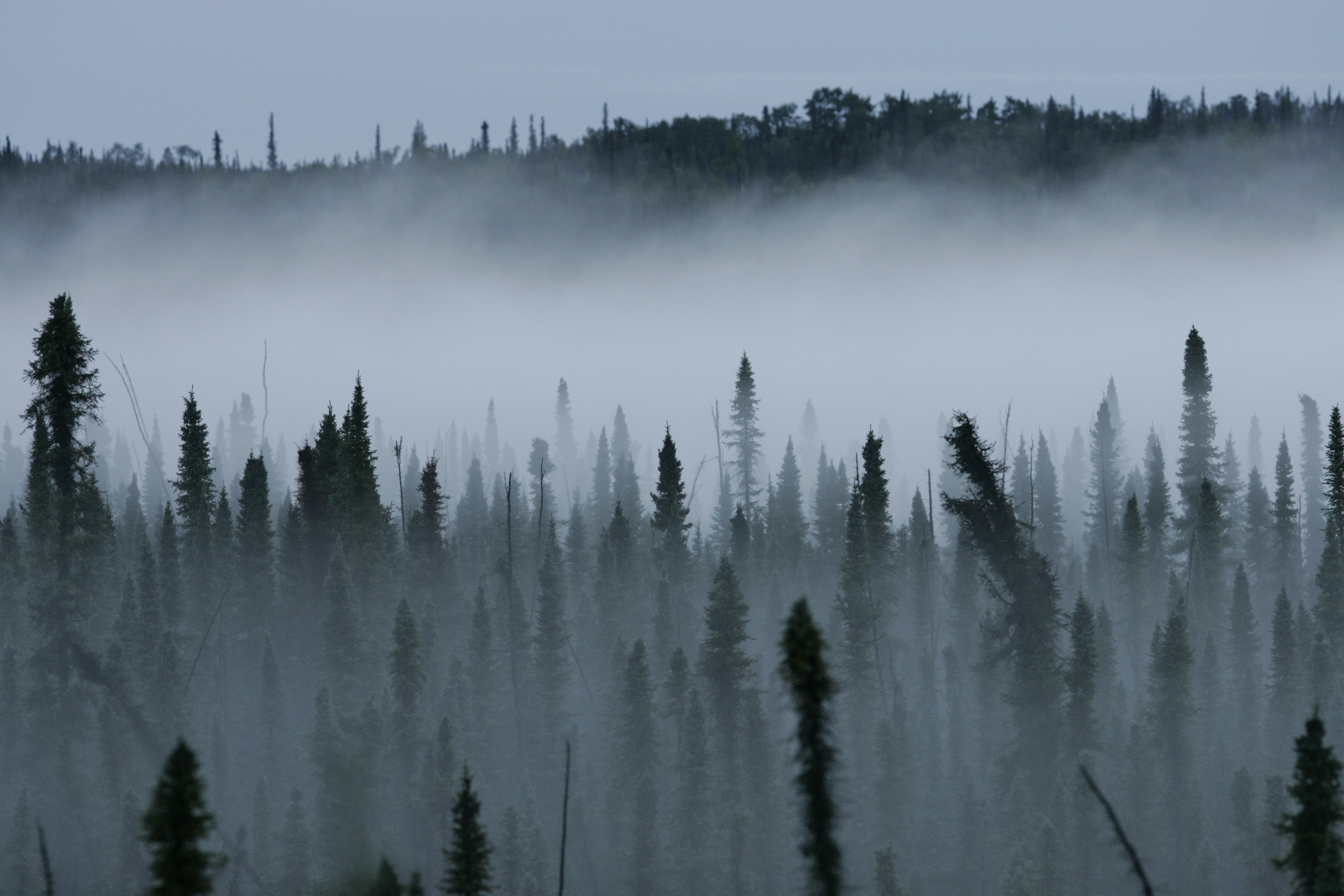 Misty_Black_Spruce_Forest_(5079093414)