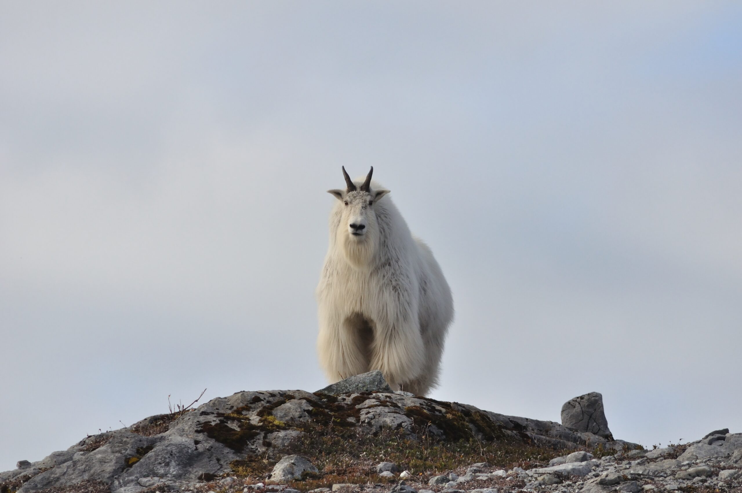 Mountain Goat_NPS photo