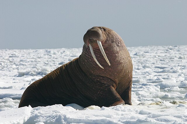 Pacific_Walrus_-_Bull_(8247646168) Joel Garlich-miller, USFWS