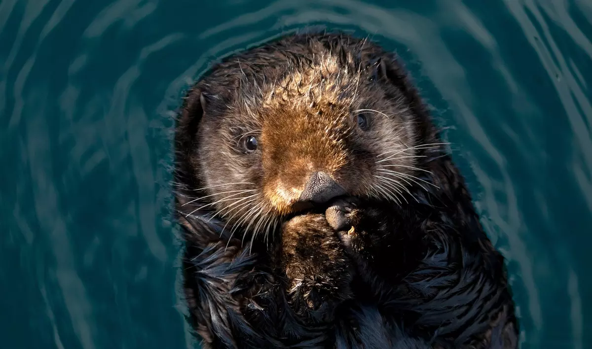 Sea otter at Kodiak refuge _ Lisa Hupp USFWS