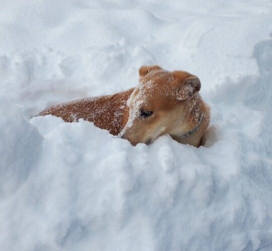 jasper-snow