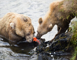 A mother and cub share a breakfast of salmon. Photo by Lisa Hupp, USFWS.