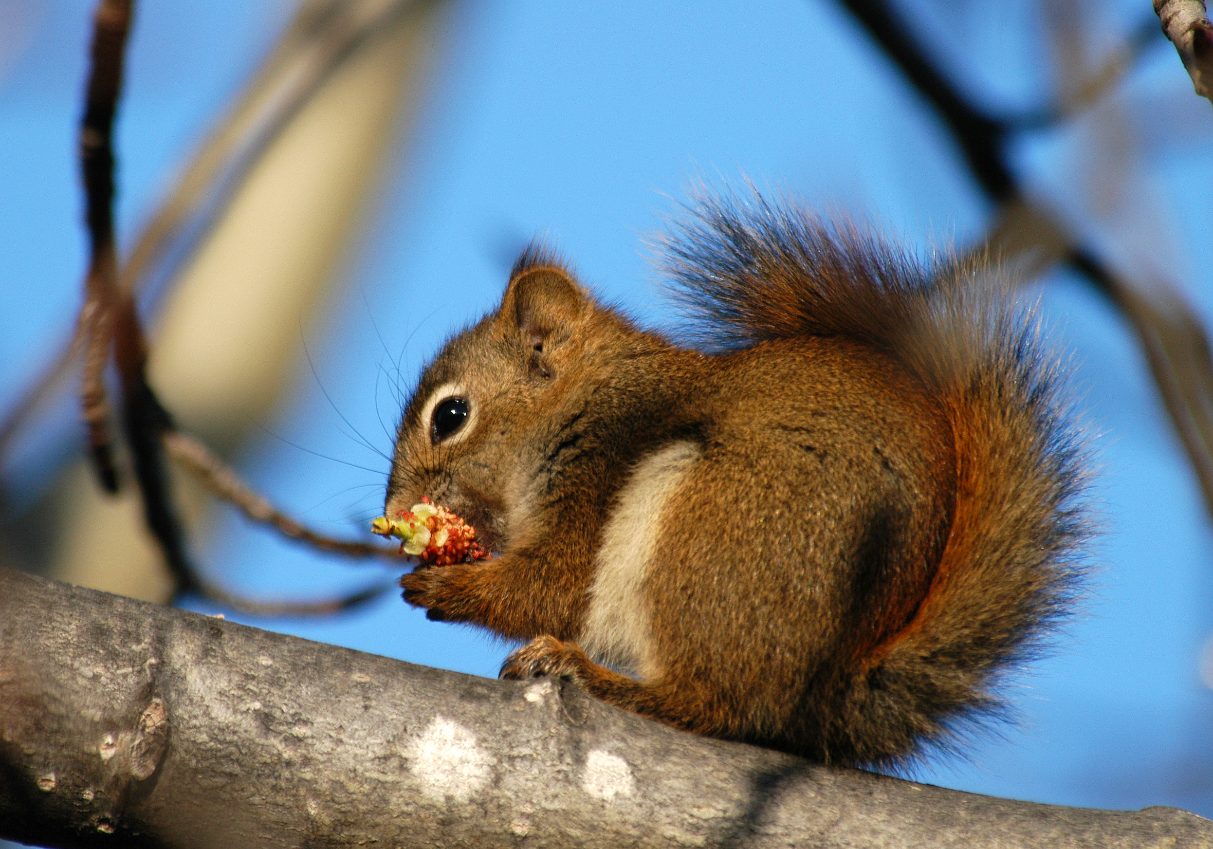 Red Squirrel, Anchorage, AK